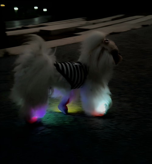 2026 Glowing Dog Shoes with LED Light （4pcs）Light up dog shoes Anti-Slip Sole Paw Protector Booties for Small Medium Dogs Hot Pavement Safety